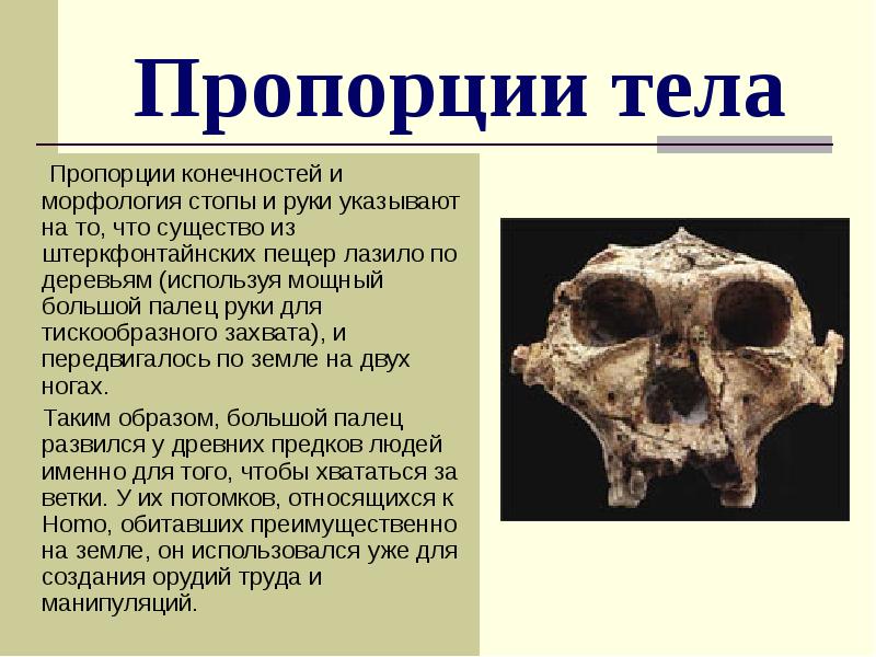 Пропорции тела
Пропорции конечностей и морфология стопы и Пропорции тела
Пропорции конечностей и морфология стопы и