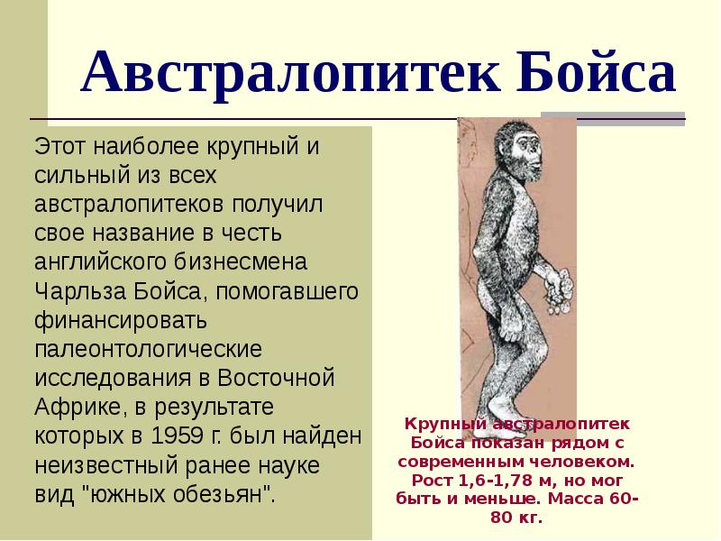 Австралопитек Бойса
Этот наиболее крупный и сильный из всех Австралопитек Бойса
Этот наиболее крупный и сильный из всех
