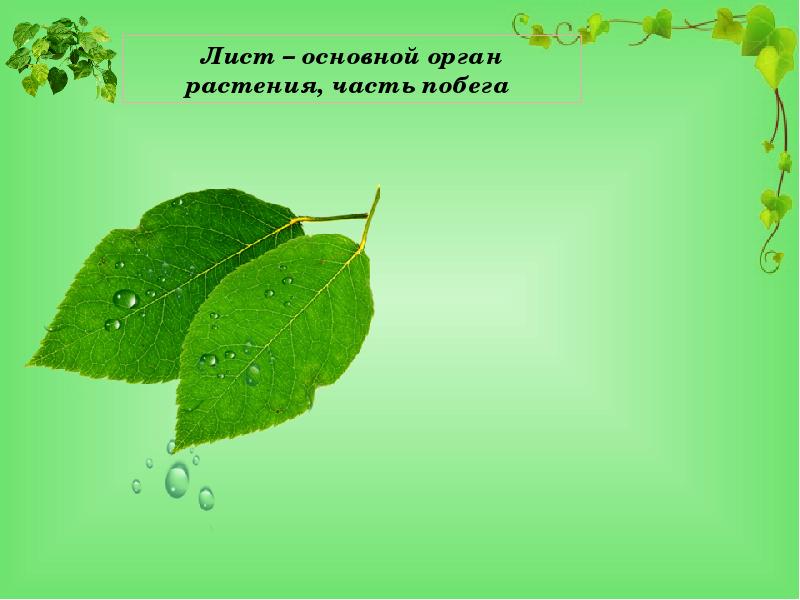 Основной лист. Лист орган растения. Лист как орган растения. Лист для презентации. Лист растений презентация.