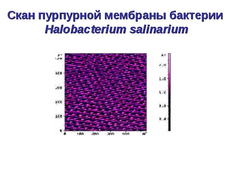 Мембрана бактерий. Пурпурная мембрана. Пурпурные бактерии фотосинтез пурпурные мембраны. Пурпурная мембрана галобактерий. Строение мембраны пурпурных бактерий.