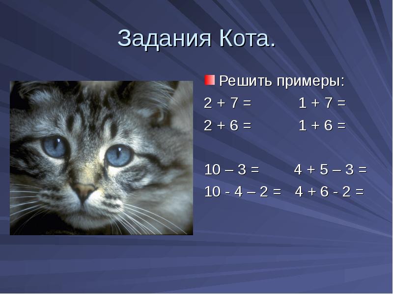 Равная кошка. Кошачьи задания. Задачи с котами. Кошачьи задачки. Котик решает задачи.