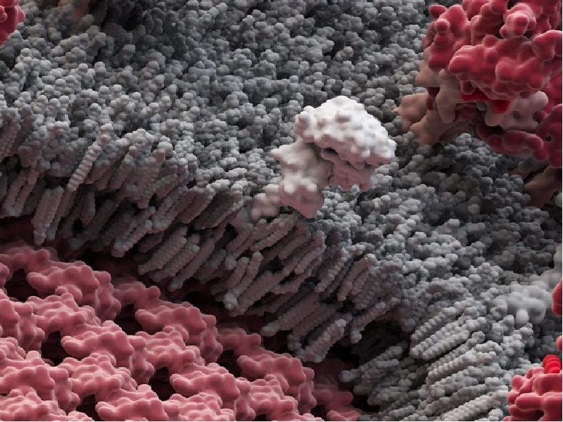 Вирус эбола фото под микроскопом