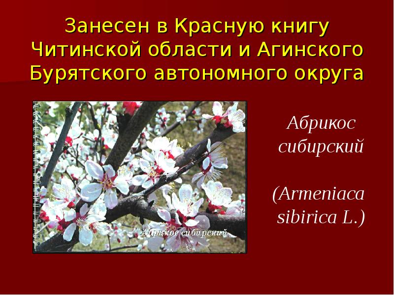 Презентация красная книга бурятии