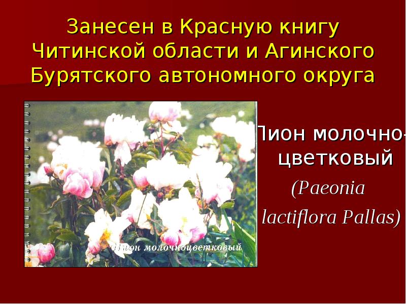 Красная книга забайкальского края. Краснокнижные растения Забайкалья. Красная книга Забайкальского края растения. Краснокнижные растения Забайкальского края. Растения из красной книги Забайкалья.