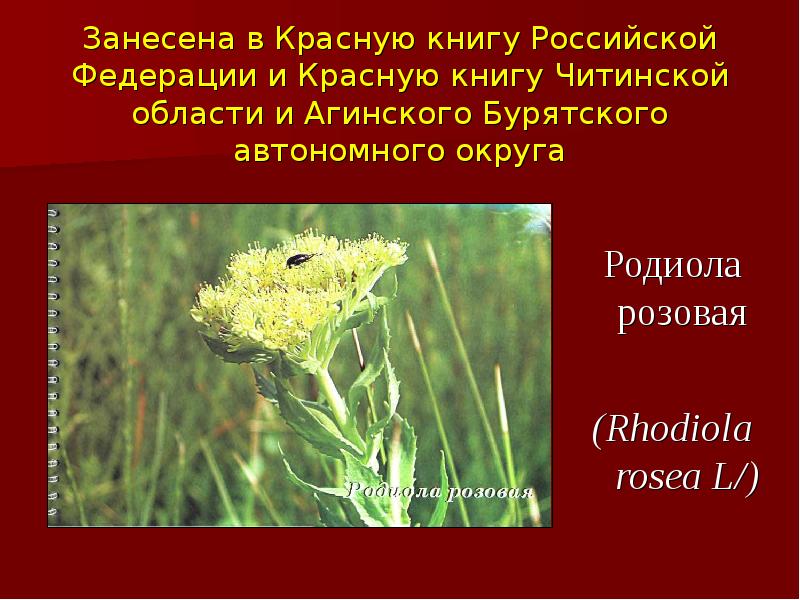 Красная книга бурятии. Краснокнижные растения Забайкалья. Цветы Бурятии занесенные в красную книгу. Красная книга Читинской области. Растения Забайкальского края занесенные в красную.