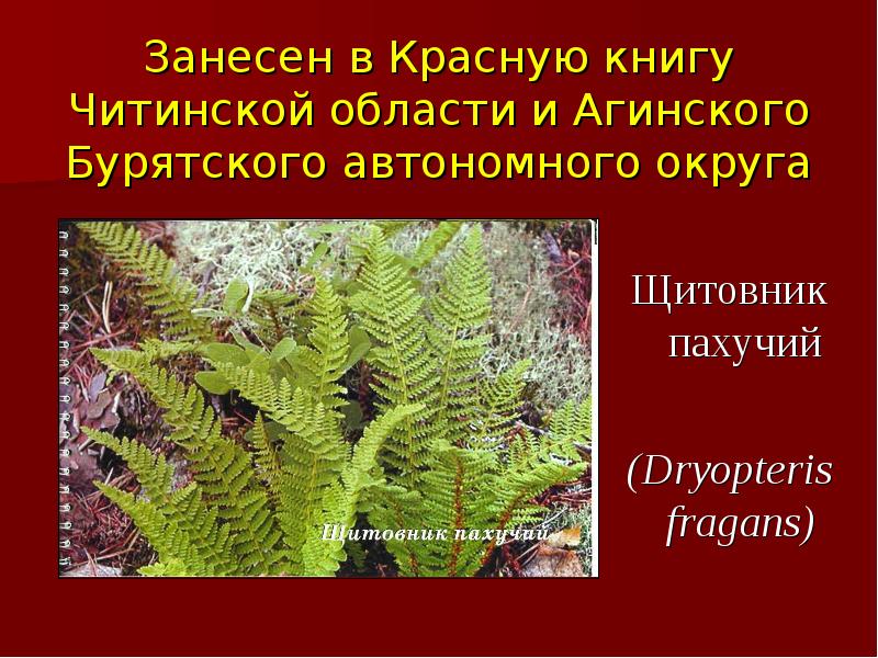 Красная книга забайкальского края. Щитовник пахучий Забайкальского края. Папоротники занесенные в красную книгу. Охраняемые растения Забайкалья. Растения красной книги Бурятии.