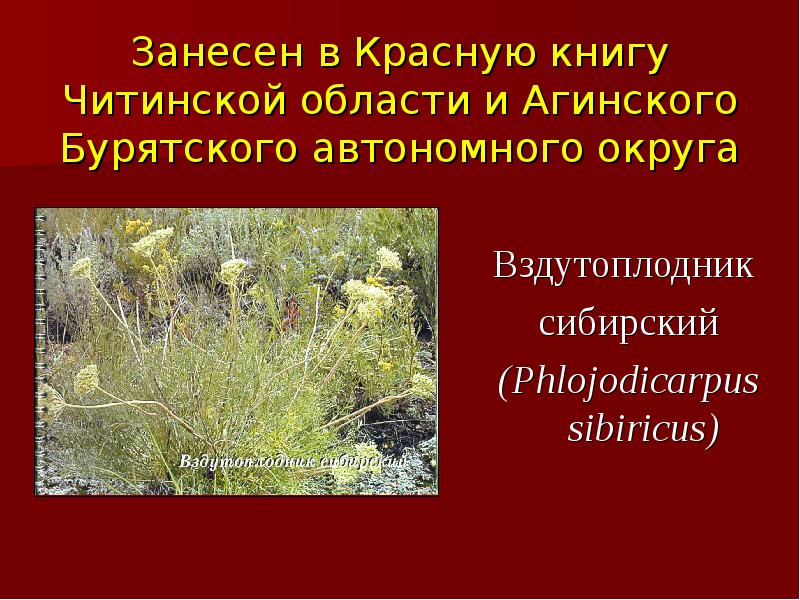 Красная книга забайкалья. Краснокнижные растения Забайкалья. Охраняемые растения Забайкалья. Красная книга Забайкалья растения.