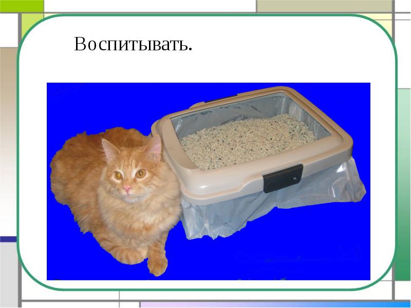 Презентация корма для кошек