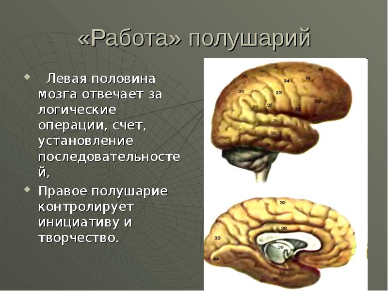 Левый мозг отвечает за. Левая половина мозга. Левая и правая половина мозга. За что отвечает левая половина мозга. Работа полушарий.