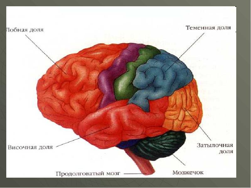 Строение мозга человека фото