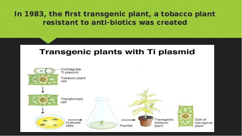 In 1983, the first transgenic plant, a tobacco plant resistant to