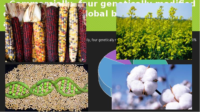 . Commercially, four genetically modified crops dominate global biotech agriculture