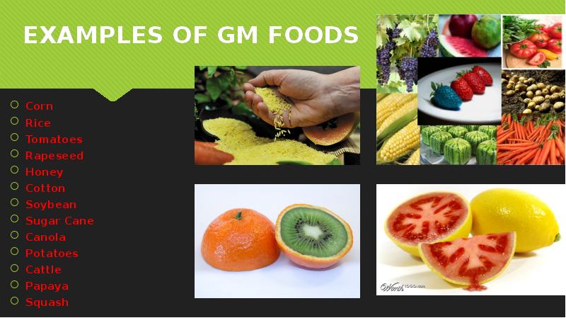 EXAMPLES OF GM FOODS Corn Rice Tomatoes Rapeseed Honey Cotton Soybean