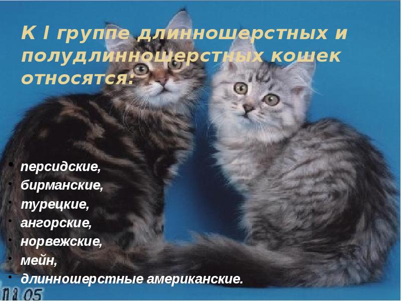 Группа д ш. Полудлинношерстные котята. Длинношерстная группа кошек. Мейн-кун. Сибирские коты варианты окраски.