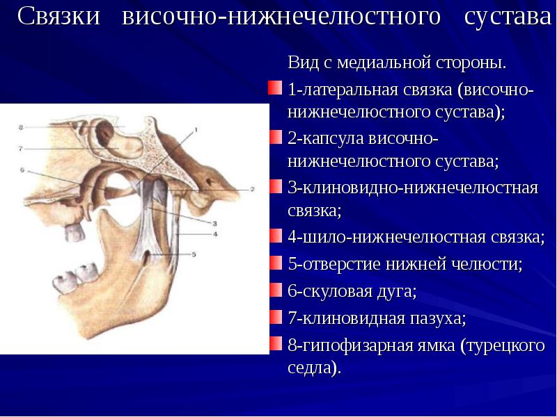 Связки височно нижнечелюстного сустава. Связки нижней челюсти анатомия. Латеральная связка нижнечелюстного сустава. Синовиальная мембрана височно нижнечелюстного сустава.