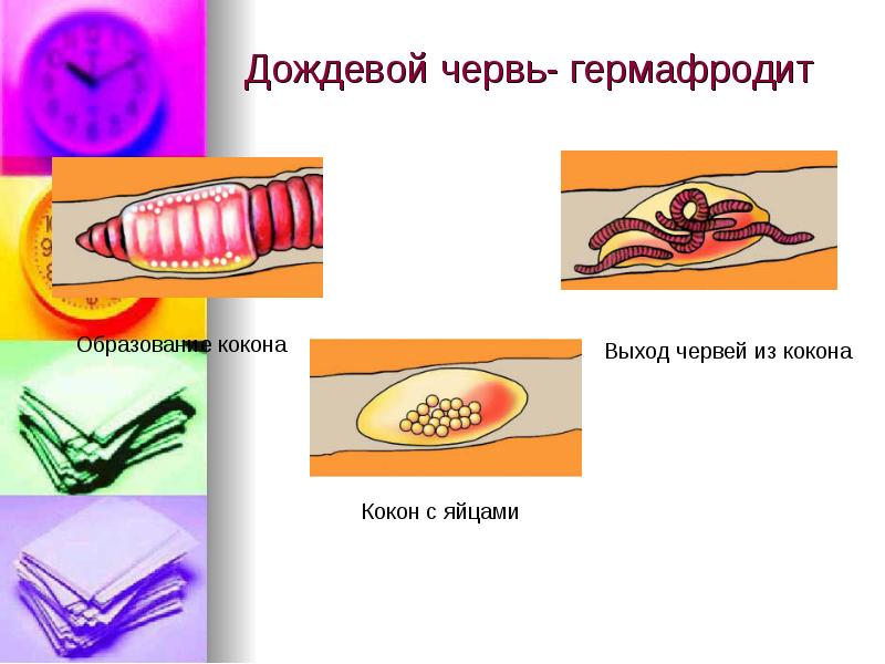 Обоеполые черви. Гермафродитизм у дождевых червей. Дождевые черви гермафродиты. Размножение дождевых червей схема. Размножение дождевого червя.