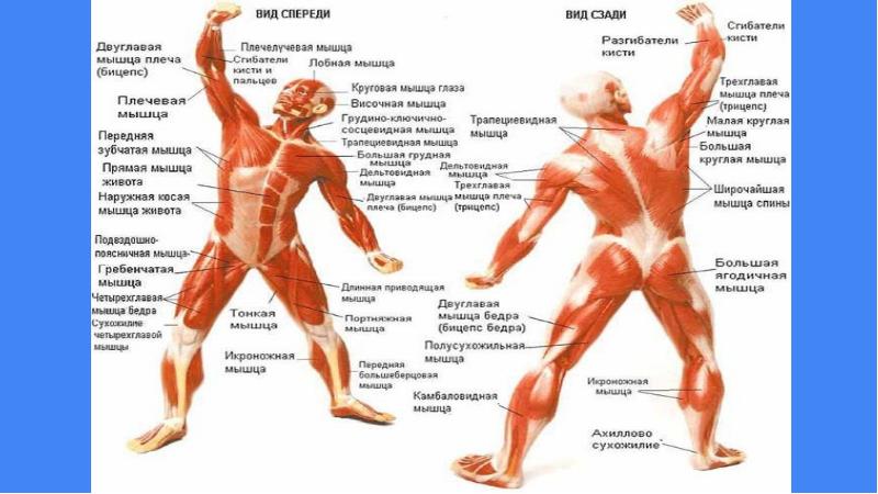 Строение мышечной системы человека фото с описанием