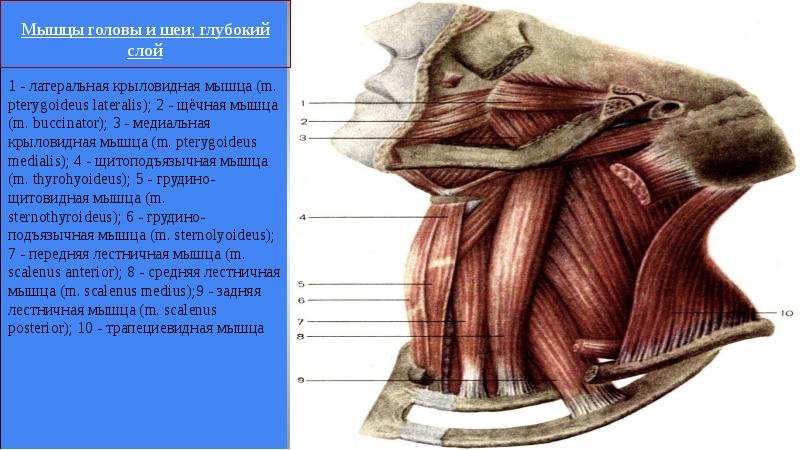 Послойное изображение латынь