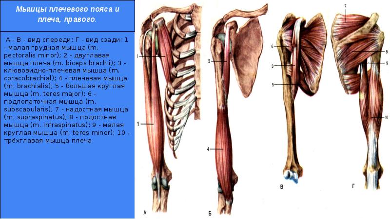 Мышцы плечевого пояса. Клювовидно плечевая мышца плечевого пояса. Мышцы плечевого пояса вид спереди. Мышцы плечевого пояса вид сзади. Мышцы правого пояса верхней конечности и плеча вид спереди.