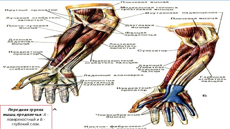 Группы предплечья. Мышцы предплечья передняя группа. Передняя группа мышц поверхностный слой. Синовиальные влагалища предплечья. Передняя группа мышц кисти.
