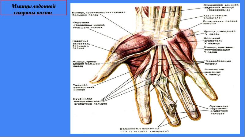 Схема сухожилий кисти руки человека