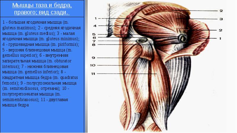 Мышцы таза и бедра анатомия в картинках и пояснениями
