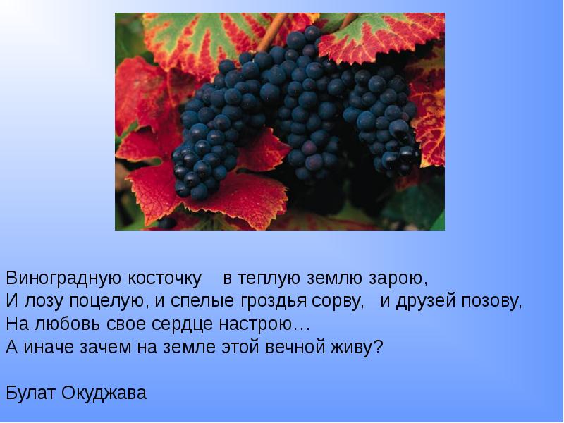 Виноградную косточку зарою. Виноградная косточка. Виноградную косточку в теплую землю зарою. Виноградную косточку в теплую. Виноградная косточка текст.