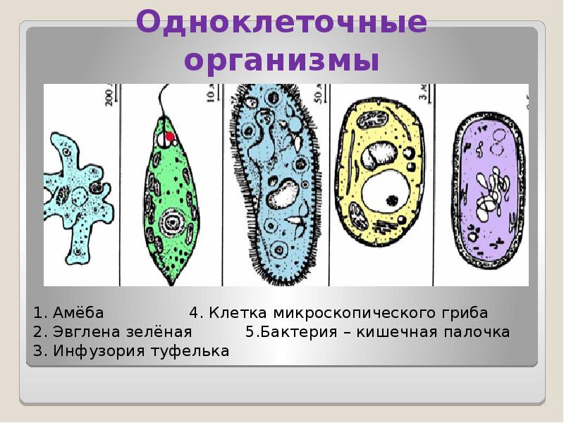 Одноклеточные организмы не имеющие оформленного. Одноклеточные животные 5 класс биология. Простейшие одноклеточные организмы 5 класс биология. Одноклеточные организмы инфузория туфелька. Строение инфузории эвглены зеленой.