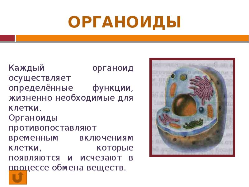 Почему есть органоиды. Почему есть органоиды. Органеллы клетки. Роль органелл в жизнедеятельности клетки. Органеллы строение и функции.