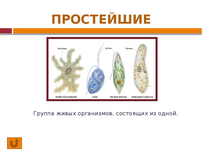 Простейший организм что это. Дыхание простейших. Органы дыхания простейших. Как дышат простейшие. Простейшие организмы дыхание.