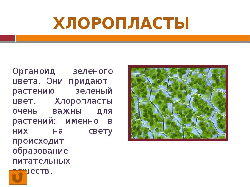 Ci 21160 пигмент. Натуральные краски. Пигмент зеленый 5605. Пигмент хлорофилл фотосинтез. Пигмент придающий растению зеленую.