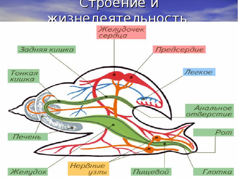 Малое строение