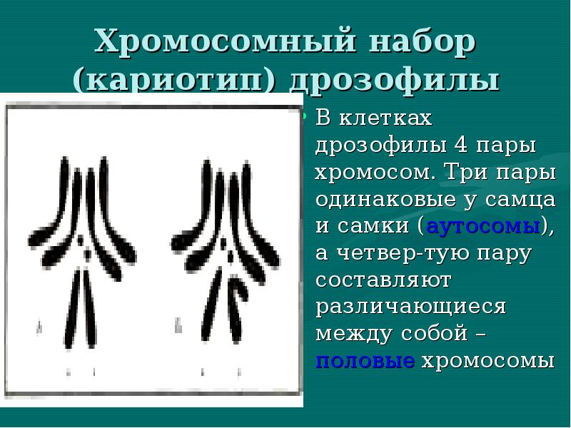 Опыты моргана презентация