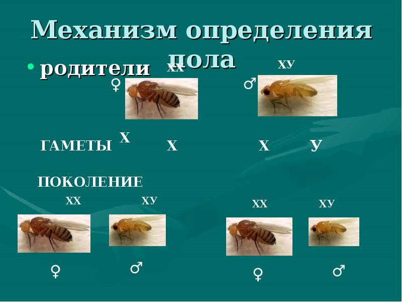 Опыты моргана презентация