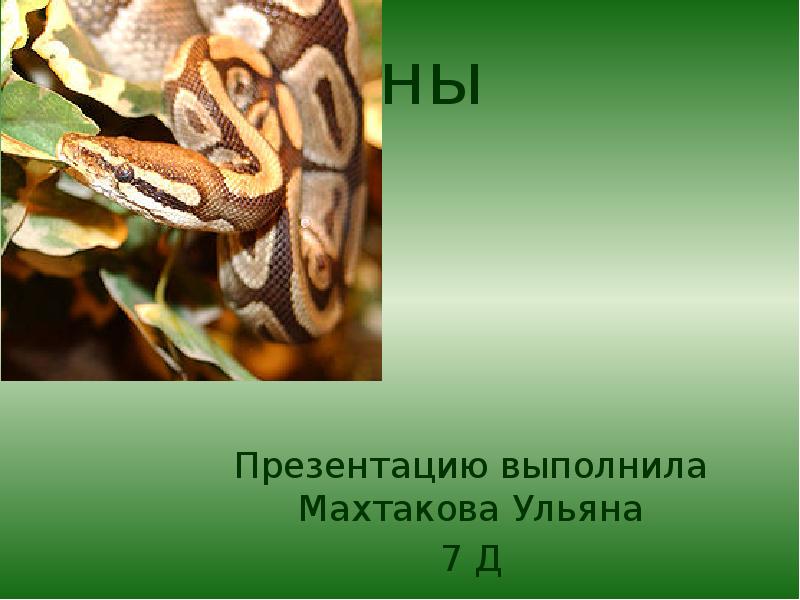 Про питона 1 класс. Питон презентация. Питон доклад для 1 класса. Доклад про питона. Питон 1 класс окружающий мир.