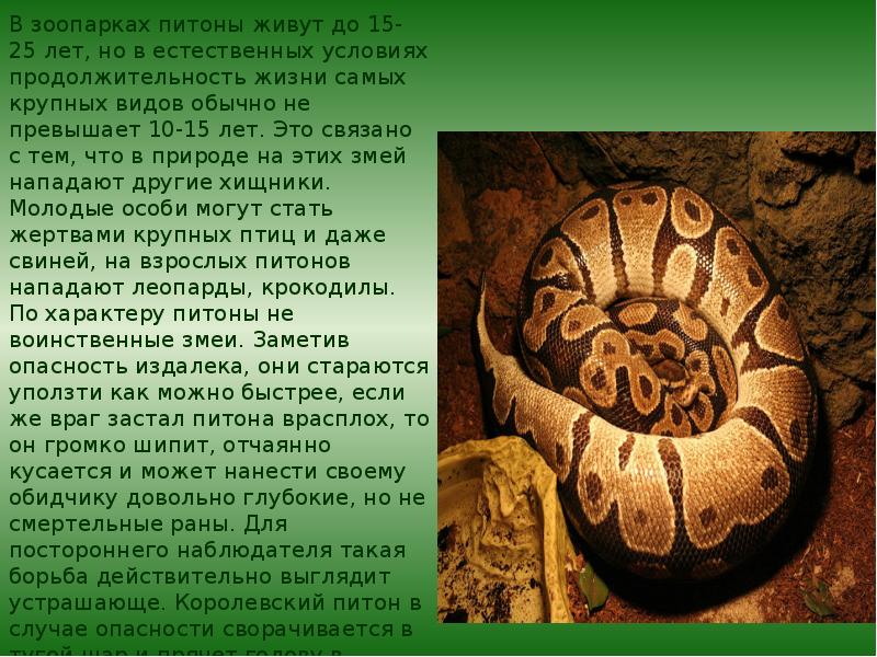 Произведение удав. Краткий рассказ про питона. Доклад про питона. Сообщение о змее питоне. Интересные факты про удава.