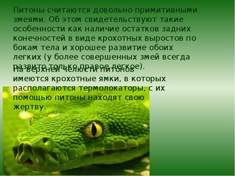 Про питона 1 класс. Питон презентация. Доклад про питона. Факты о питоне. Сообщение о змее питон.