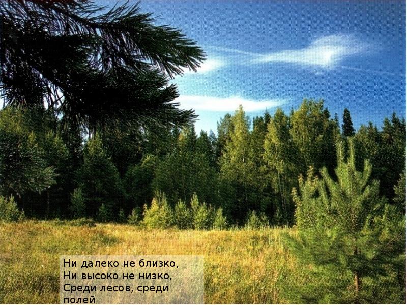 Среди ниже. Среди лесов рассеяно много. Температура среди лесов. Среди полей среди лесов стих. Среди лесов хрен.