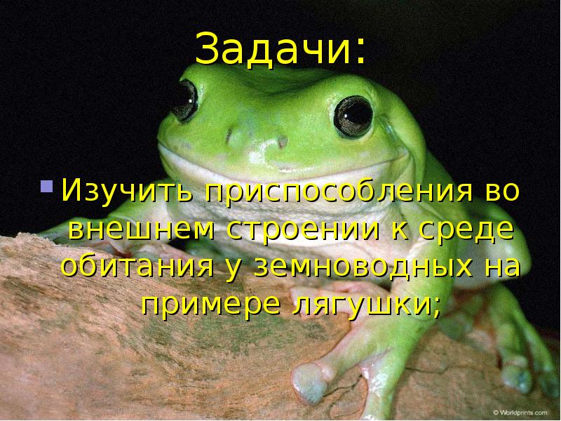 Приспособленность лягушки к среде обитания. Приспособление к среде обитания лягушки. Адаптации лягушки к среде обитания. Лягушка адаптируется к среде. Лягушка и ее адаптация.