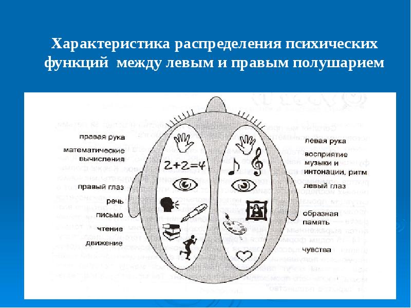 Как распределяются функции больших полушарий. Функции правого и левого полушария. Функции левого и правого полушария головного мозга. Функции левого полушария. Функции правого полушария функции левого полушария.