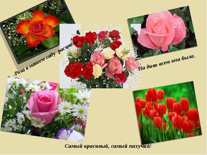 Мое увлечение цветоводство сочинение. Мои увлечения. Увлечение цветы. Хобби мои цветы. Хобби мои цветы.