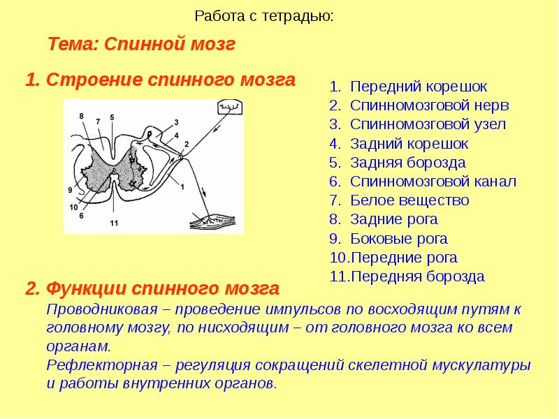 Биология 8 класс спинной мозг. Задания по теме спинной мозг 8 класс. Тест по теме спинной мозг. Тест на тему спинной мозг анатомия. Контрольная работа по теме спинной мозг.