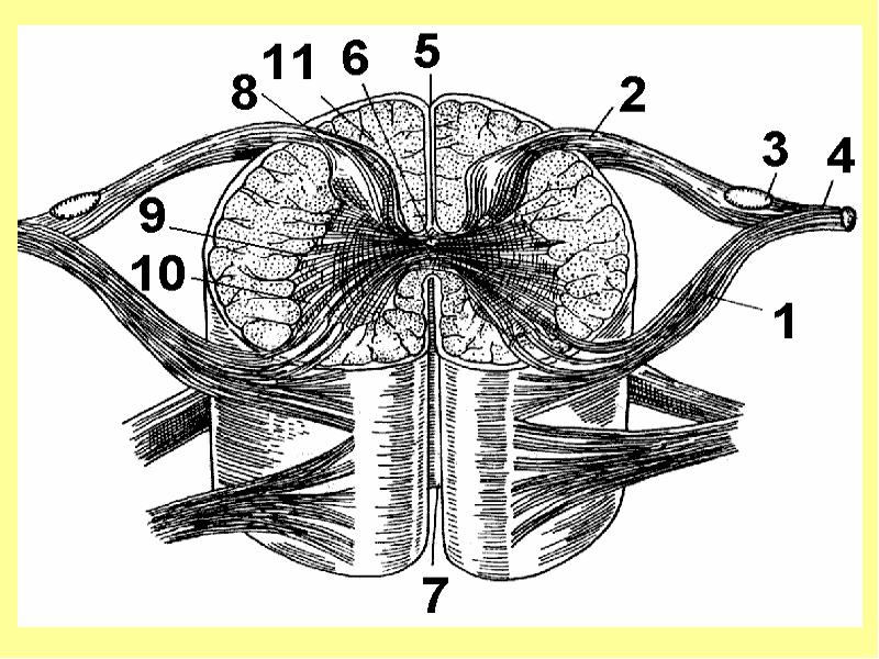 Спинной мозг рисунок