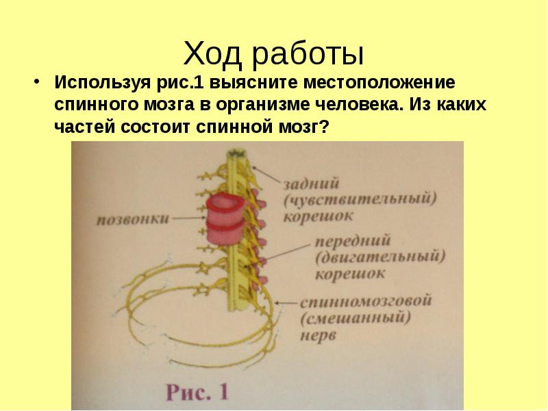 Презентация тема спинной мозг