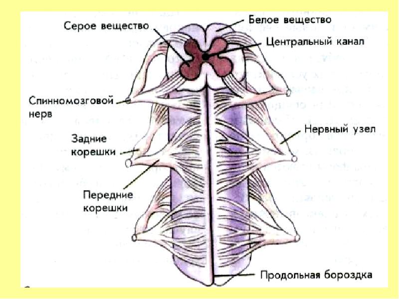 Значение центрального канала. Срезы внутренней строение спинного мозга. Строение спинного мозга человека схема анатомия. Спинной мозг строение анатомия в схемах. Схема внутреннего строения спинного мозга анатомия.