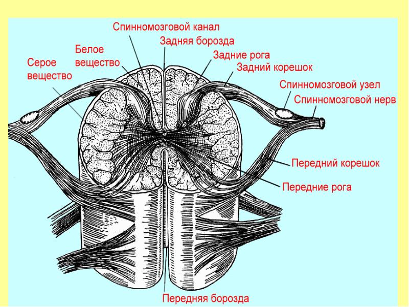 Спинномозговой канал обозначенный на рисунке цифрой заполнен