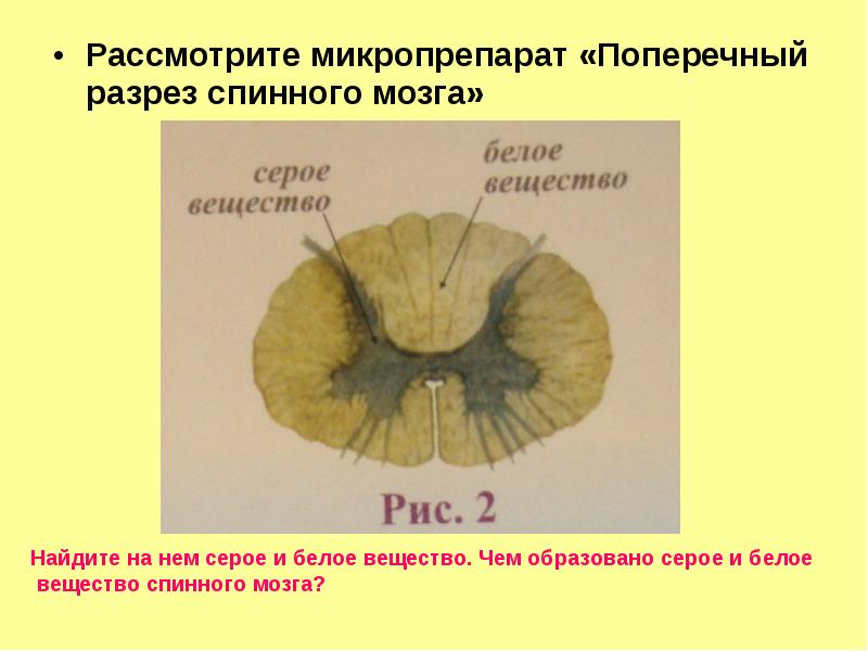 Серое и белое вещество спинного мозга картинка