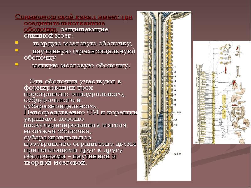 Спинномозговая анестезия презентация