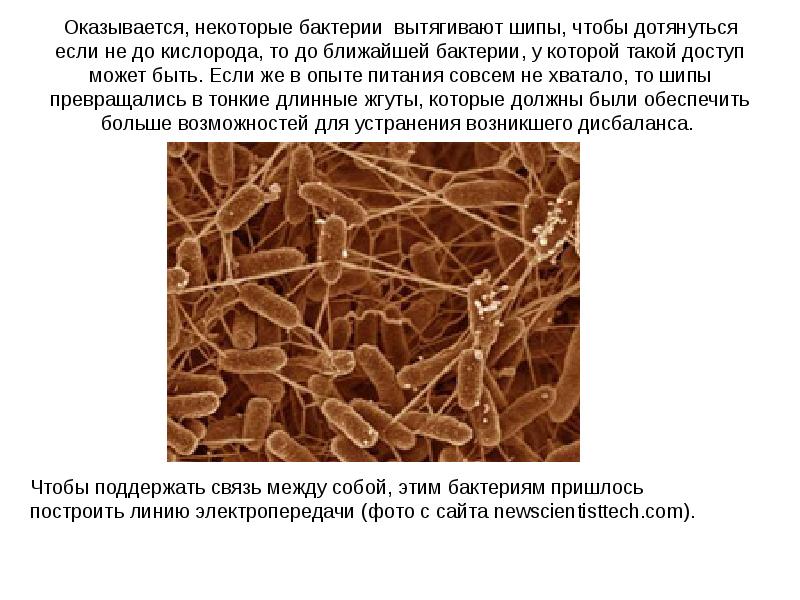 Некоторые бактерии. Вытянутое бактерии. вытянутые в длину бактерии. вытянутые бактерии.