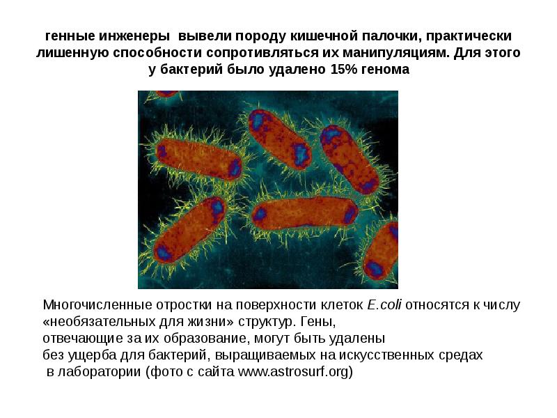 Получение множества копий генов кишечной палочки метод